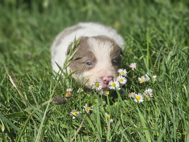 Border Collie Welpen -  Rüden und Hündin