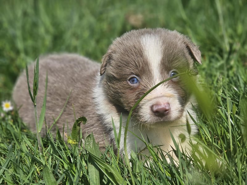 Border Collie Welpen -  Rüden und Hündin