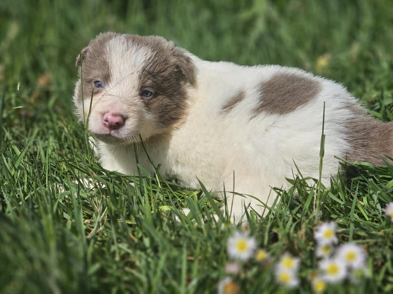 Border Collie Welpen -  Rüden und Hündin