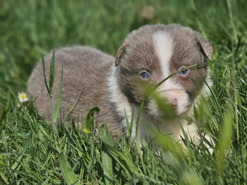 Border Collie Welpen -  Rüden und Hündin
