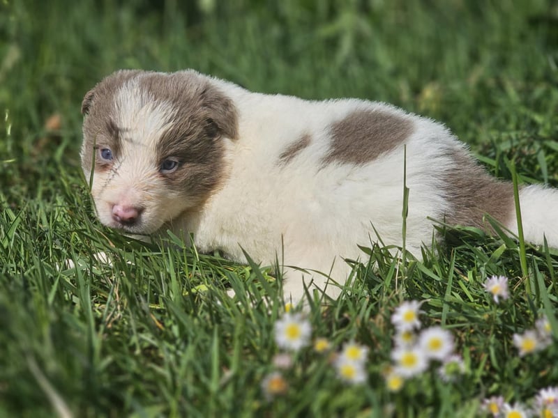 Border Collie Welpen -  Rüden und Hündin