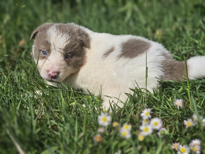 Border Collie Welpen -  Rüden und Hündin