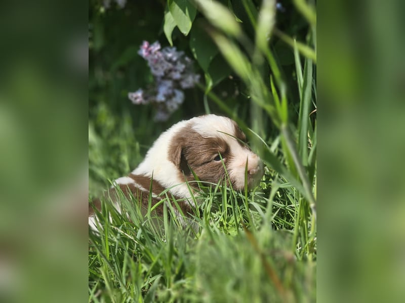 Border Collie Welpen -  Rüden und Hündin