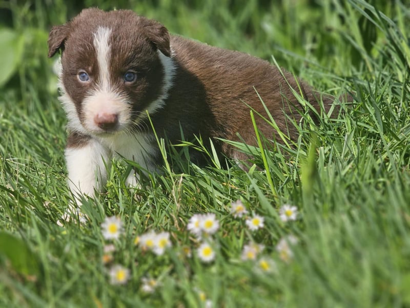 Border Collie Welpen -  Rüden und Hündin