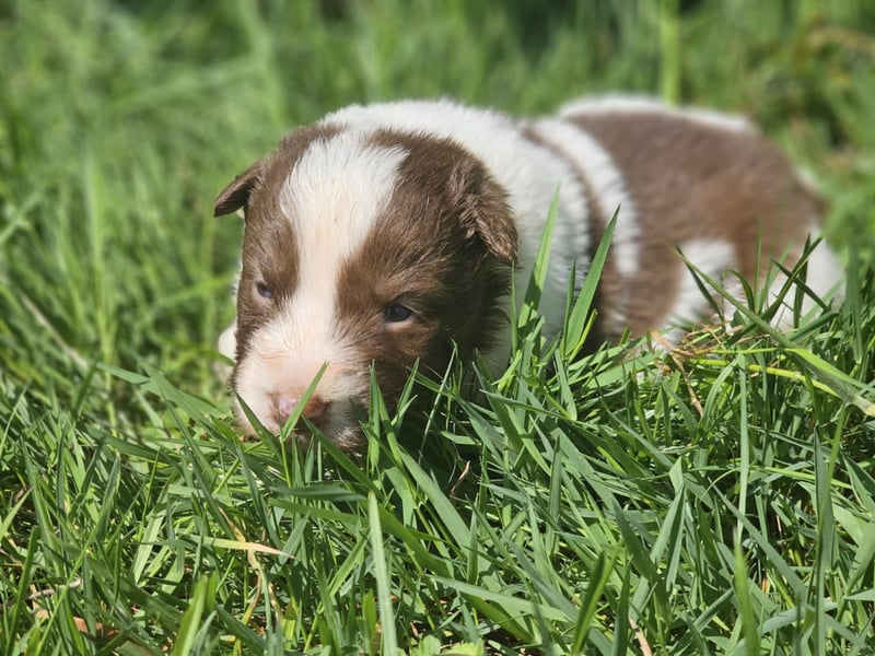 Border Collie Welpen -  Rüden und Hündin