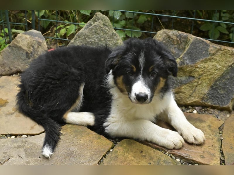 Border Collie Welpe Rüde 15 Wochen alt