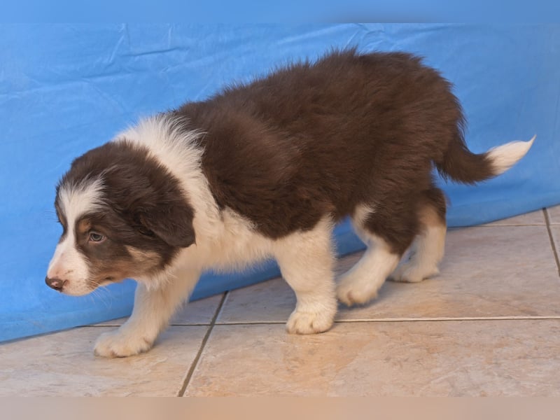 4 Border Collie Welpen Rüden