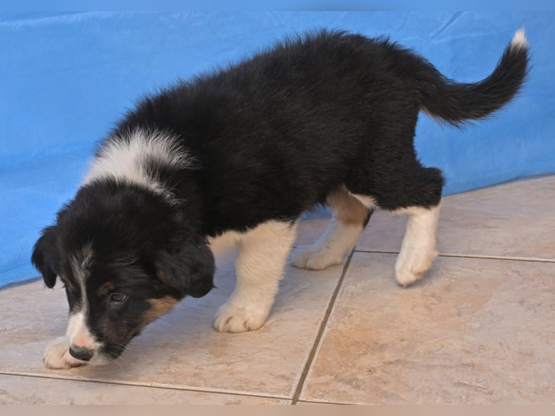4 Border Collie Welpen Rüden