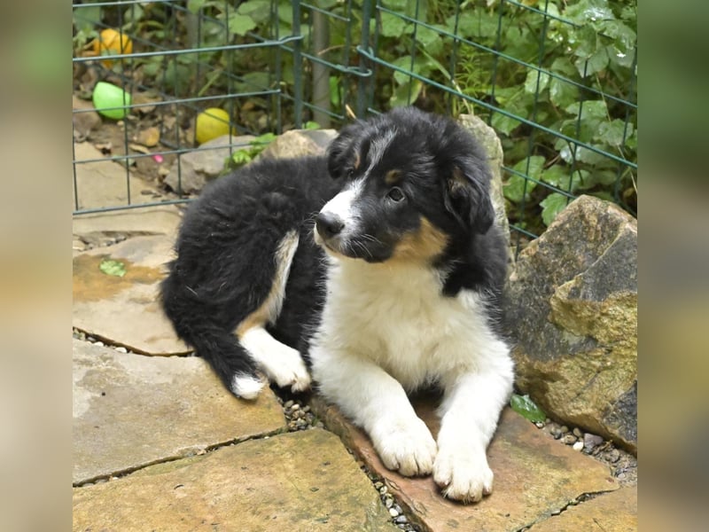 Border Collie Welpe Rüde 15 Wochen alt
