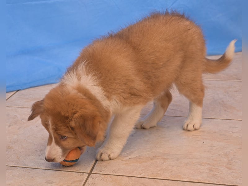 4 Border Collie Welpen Rüden