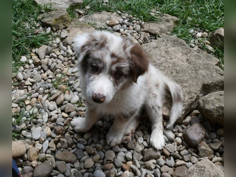 Reinrassiger Border Collie Welpe in chocolate-merle-white