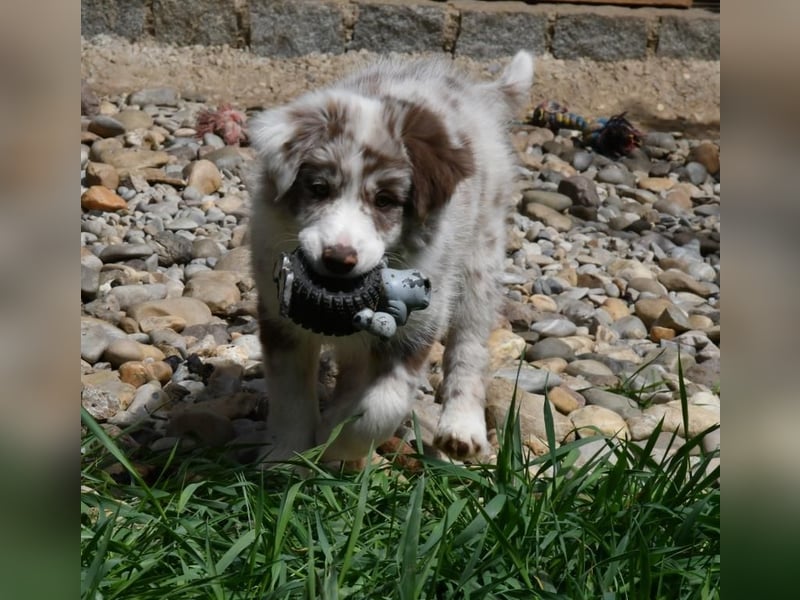 Reinrassiger Border Collie Welpe in chocolate-merle-white