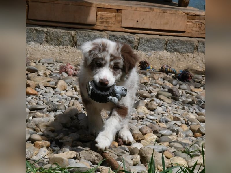 Reinrassiger Border Collie Welpe in chocolate-merle-white