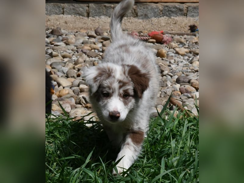 Reinrassiger Border Collie Welpe in chocolate-merle-white