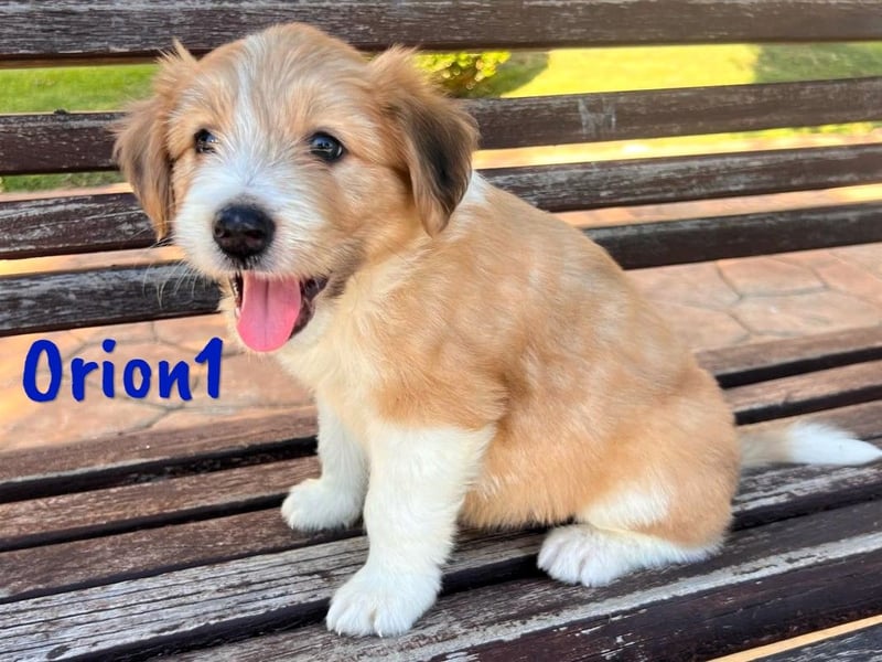 Orion1 geb. 05/2025 (ESP) - neugieriger Border-Collie-Mix Welpe!