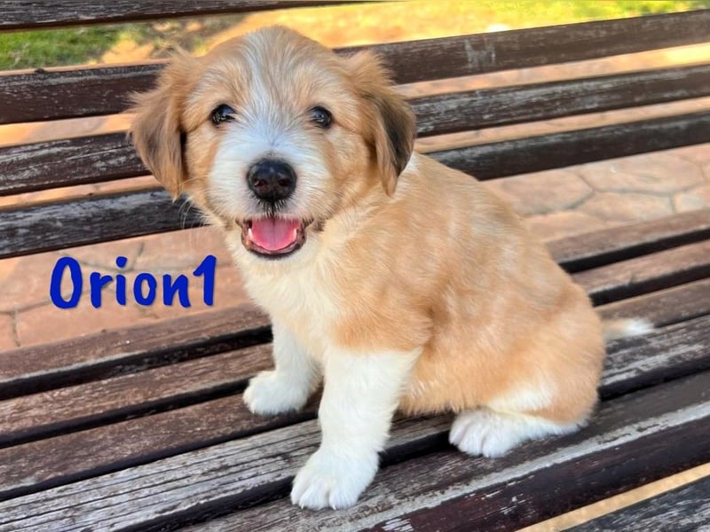 Orion1 geb. 05/2025 (ESP) - neugieriger Border-Collie-Mix Welpe!