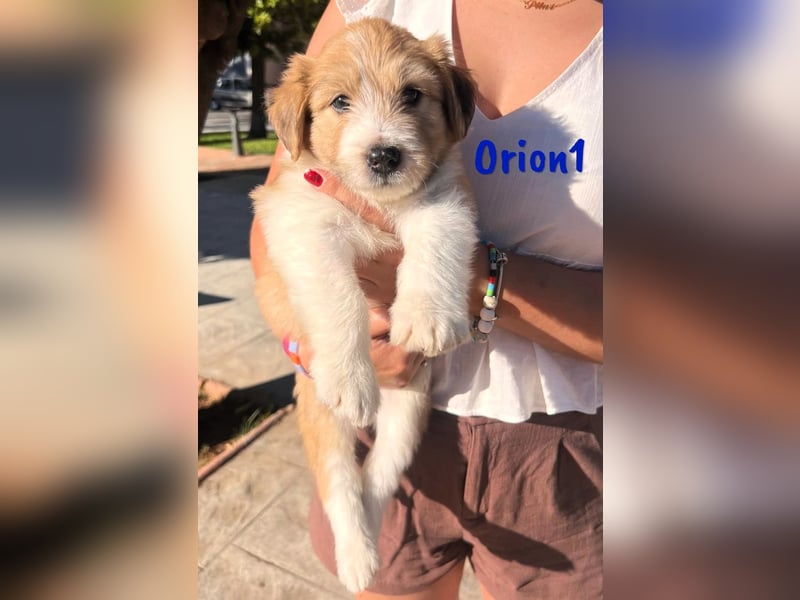 Orion1 geb. 05/2025 (ESP) - neugieriger Border-Collie-Mix Welpe!