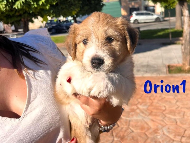 Orion1 geb. 05/2025 (ESP) - neugieriger Border-Collie-Mix Welpe!