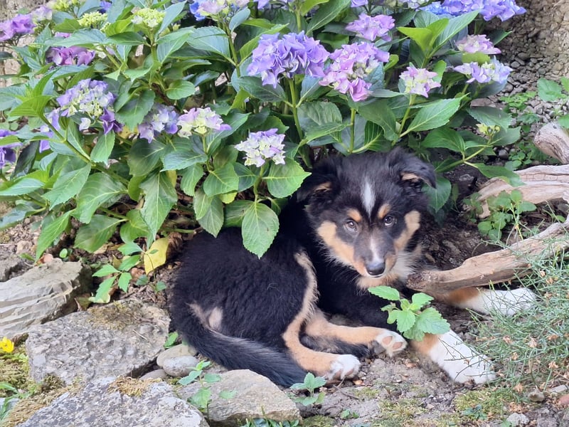 2 bunte Border-Mini-Shepherd Mischlinge an Hundeerfahrene Menschen abzugeben
