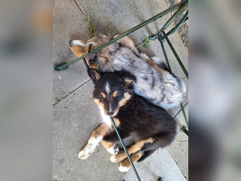 2 bunte Border-Mini-Shepherd Mischlinge an Hundeerfahrene Menschen abzugeben
