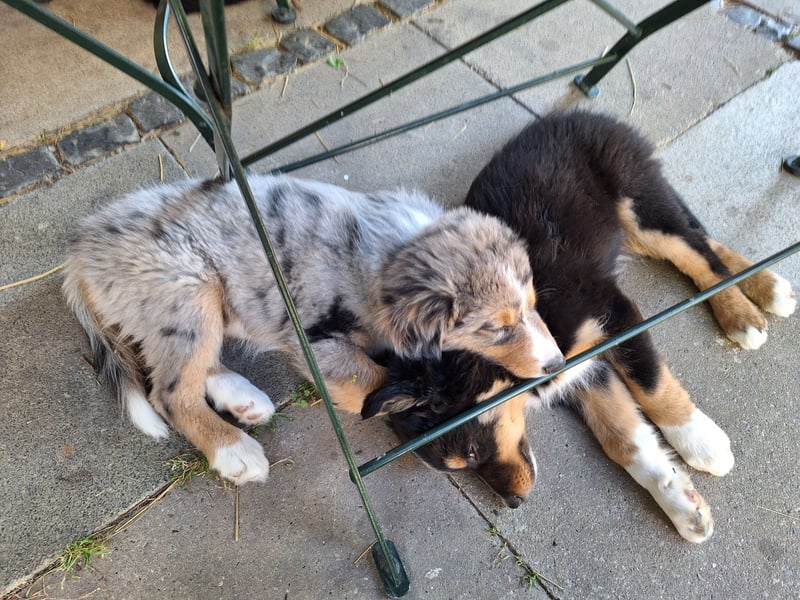 2 bunte Border-Mini-Shepherd Mischlinge an Hundeerfahrene Menschen abzugeben