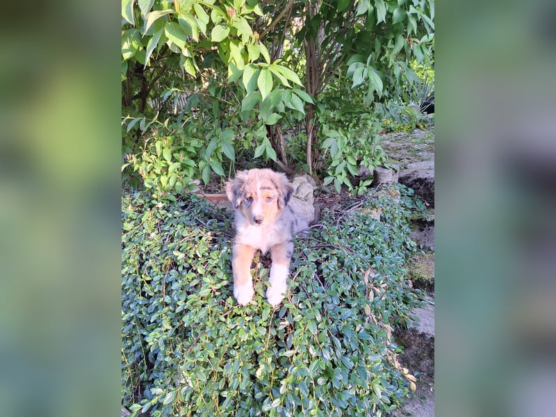 2 bunte Border-Mini-Shepherd Mischlinge an Hundeerfahrene Menschen abzugeben