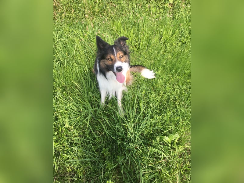 Feiner Border Collie 8 Jahre