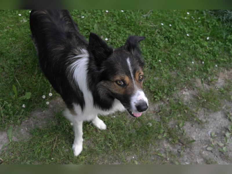 Feiner Border Collie 8 Jahre
