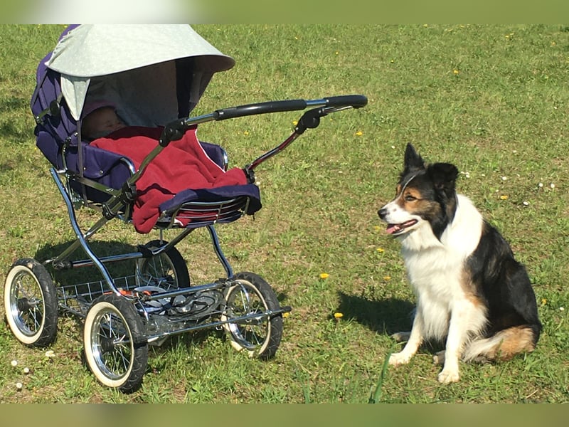 Feiner Border Collie 8 Jahre