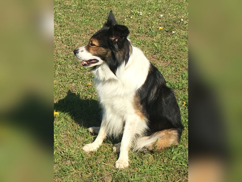 Feiner Border Collie 8 Jahre