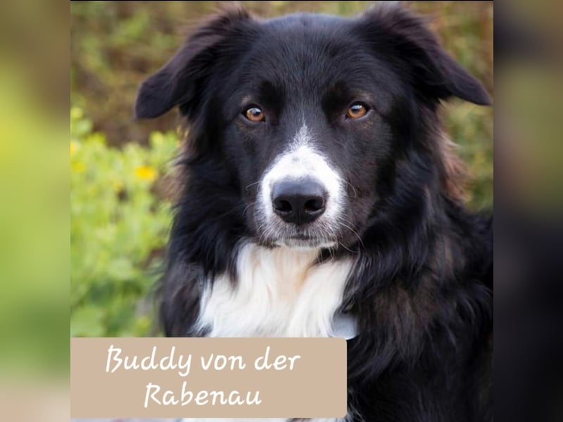 Reinrassige BorderCollies aus Familienzucht