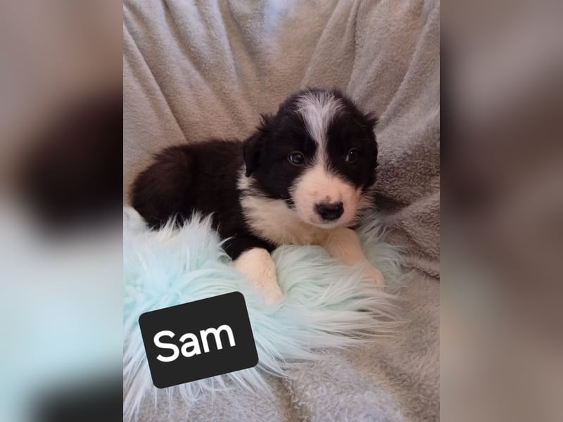 Reinrassige BorderCollies aus Familienzucht