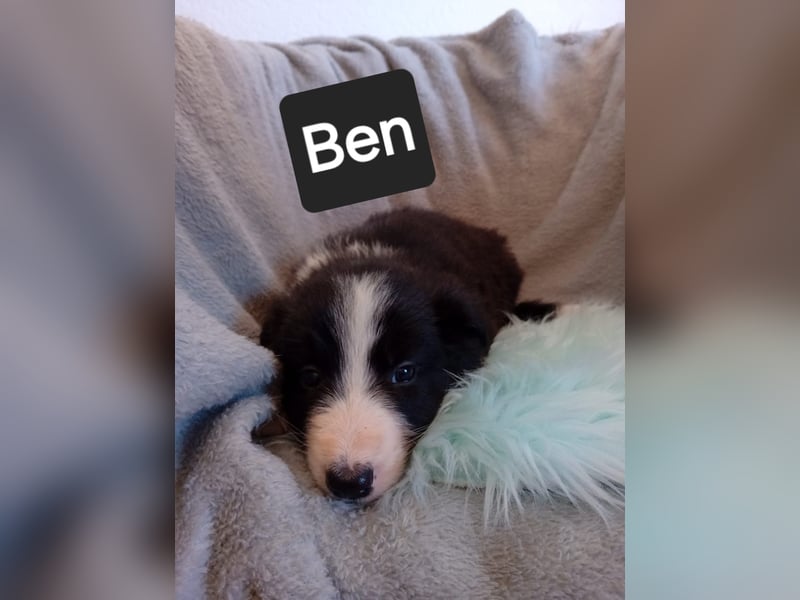 Reinrassige BorderCollies aus Familienzucht