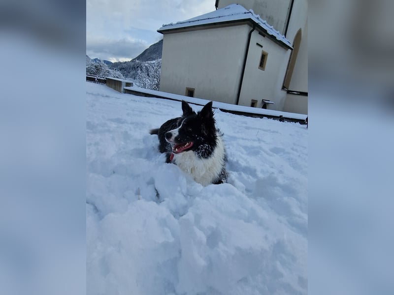 Kuschel bedürfitger Border Colli Asgard sucht ein neues Zuhause
