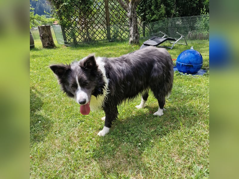 Kuschel bedürfitger Border Colli Asgard sucht ein neues Zuhause