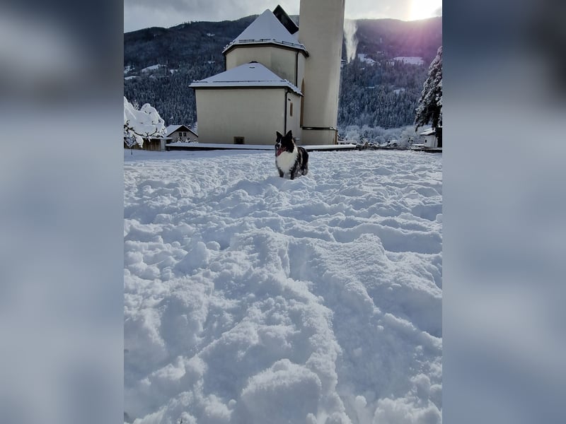 Kuschel bedürfitger Border Colli Asgard sucht ein neues Zuhause