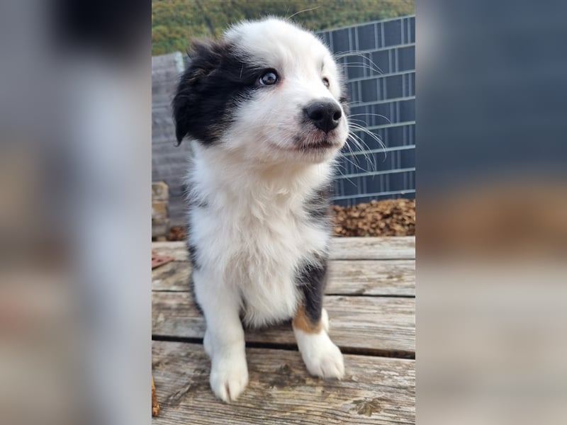 Border Collie Welpen mit Papiere