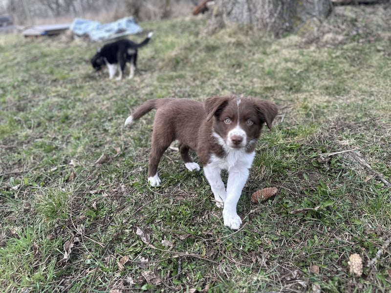 Border Collie/ Australian Shepherd Welpen