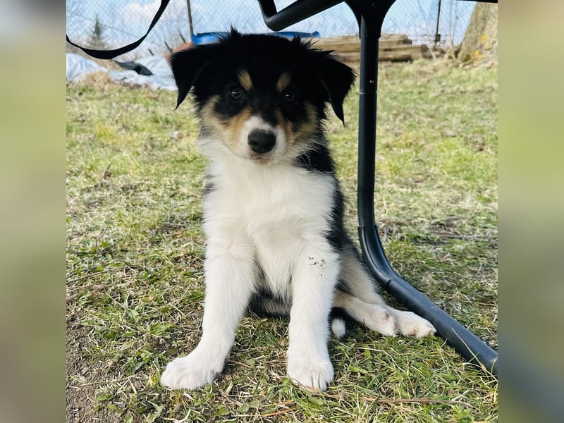 Border Collie/ Australian Shepherd Welpen