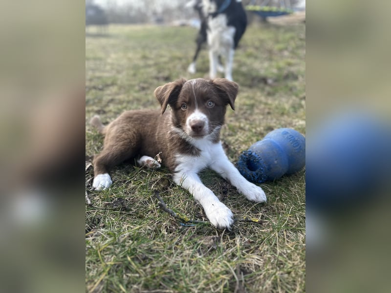 Border Collie/ Australian Shepherd Welpen