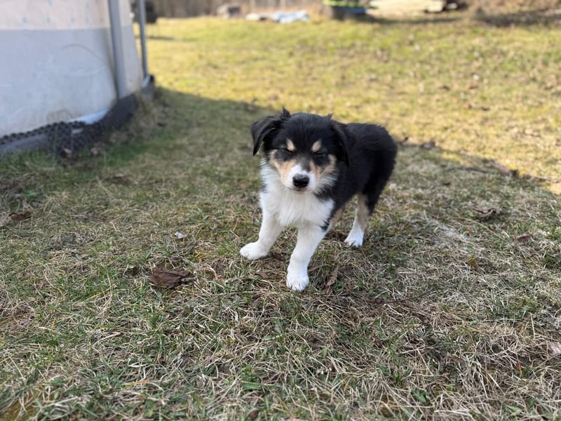 Border Collie/ Australian Shepherd Welpen