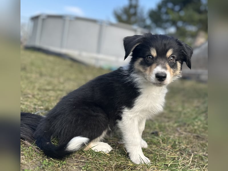 Border Collie/ Australian Shepherd Welpen
