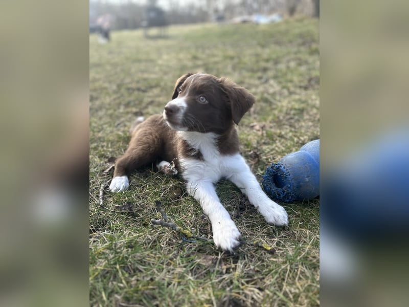 Border Collie/ Australian Shepherd Welpen