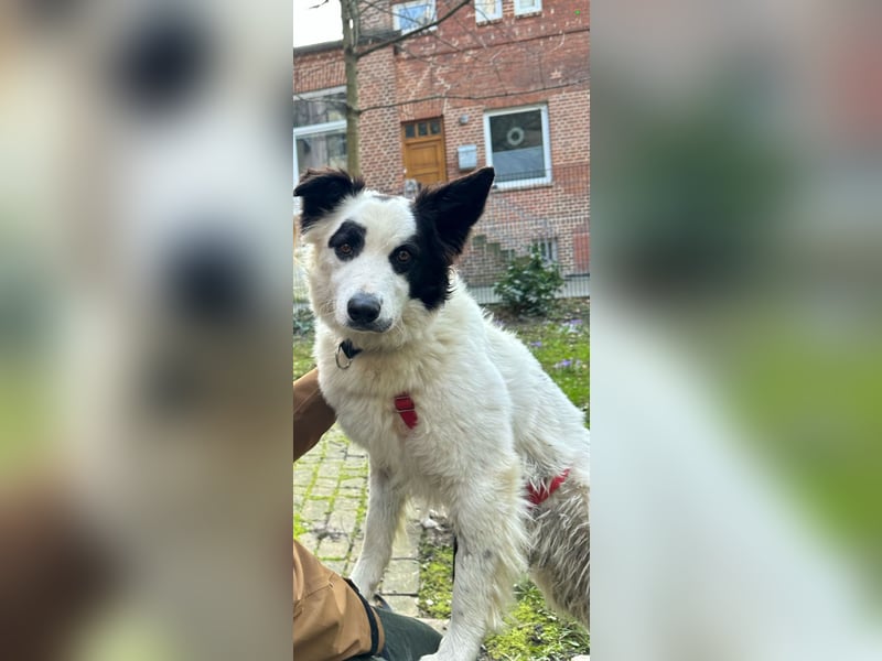 Panda sucht zuhause oder Pflegestelle