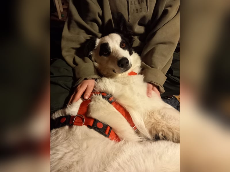 Panda sucht zuhause oder Pflegestelle
