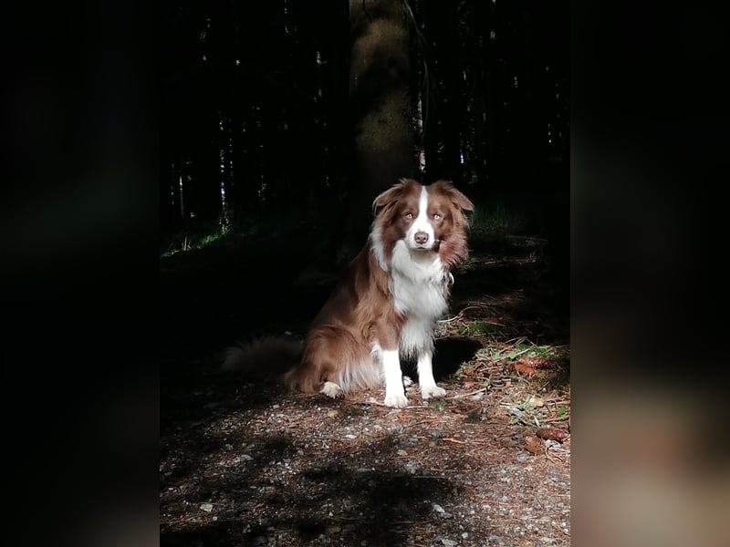Deckrüde Border Collie chocolate-white
