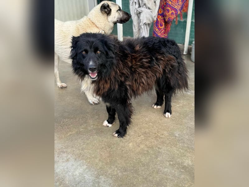 Corwin Border Collie Mix sucht ein liebes Zuhause oder erfahrene Pflegestelle