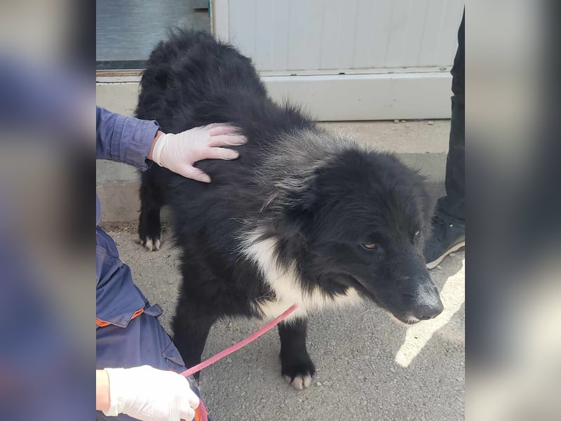 Corwin Border Collie Mix sucht ein liebes Zuhause oder erfahrene Pflegestelle