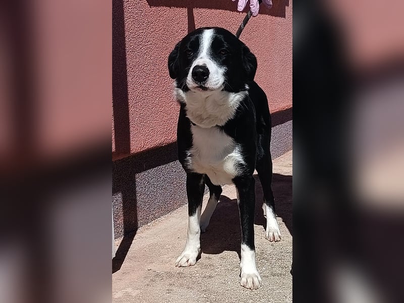 Border Collie Mischlings Piko wünscht sich ein zuhause