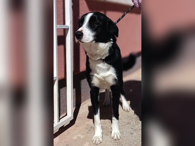 Border Collie Mischlings Piko wünscht sich ein zuhause